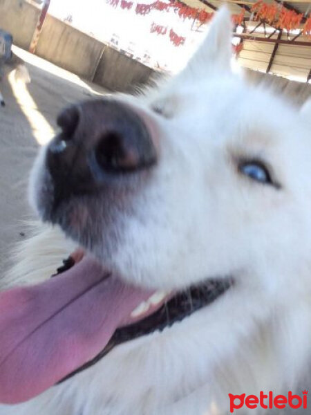 Sibirya Kurdu (Husky), Köpek  Angel fotoğrafı