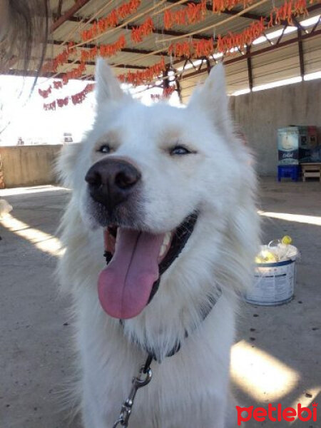 Sibirya Kurdu (Husky), Köpek  Angel fotoğrafı