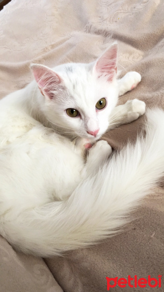 Ankara Kedisi, Kedi  Pamuk fotoğrafı