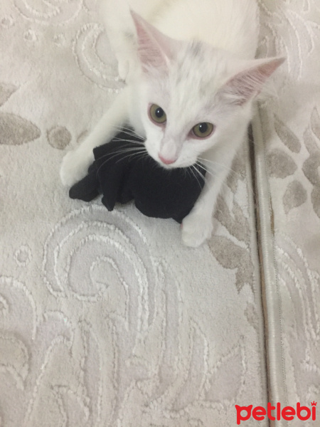 Ankara Kedisi, Kedi  Pamuk fotoğrafı