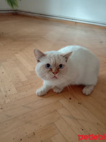 British Shorthair, Kedi  Kartopu fotoğrafı