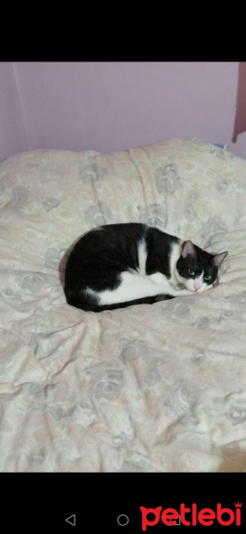 Tekir Kedi, Kedi  Asi fotoğrafı