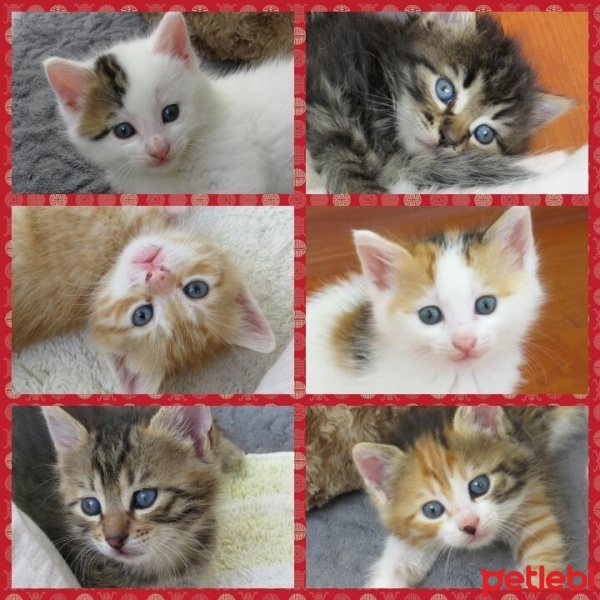 Tekir Kedi, Kedi  yavrular fotoğrafı