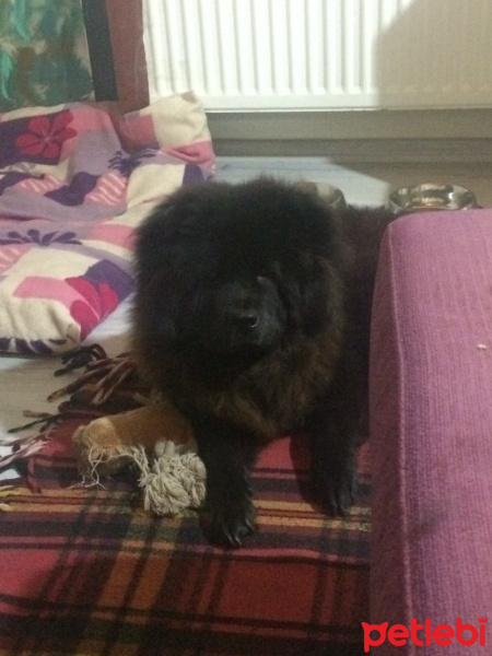 Chow Chow (çin Aslanı), Köpek  Hera fotoğrafı