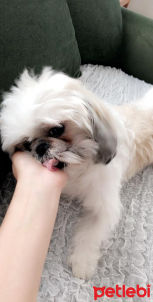 Shih Tzu, Köpek  Fluffy fotoğrafı