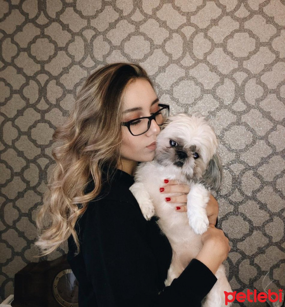 Shih Tzu, Köpek  Fluffy fotoğrafı
