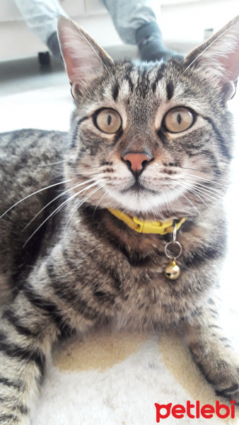 Tekir Kedi, Kedi  Minnoş fotoğrafı