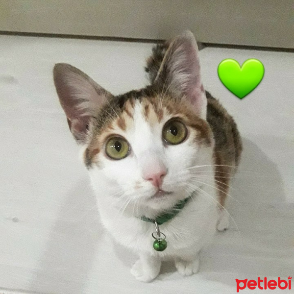 Exotic Shorthair, Kedi  Leo fotoğrafı