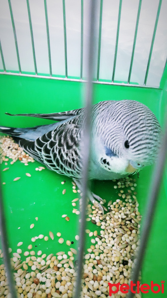 Muhabbet Kuşu, Kuş  Charlie fotoğrafı