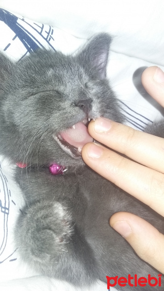British Shorthair, Kedi  Gece fotoğrafı