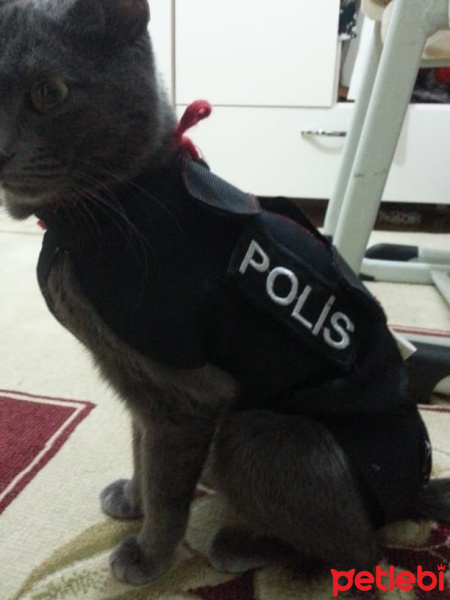 British Shorthair, Kedi  Gece fotoğrafı