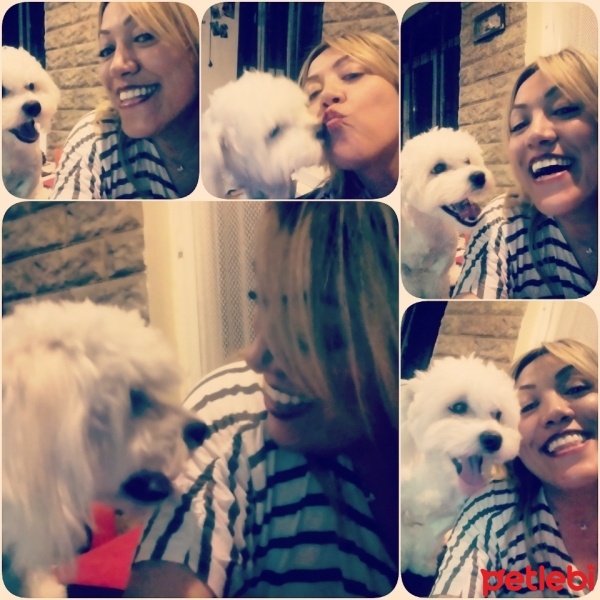 Maltese, Köpek  ŞANS fotoğrafı