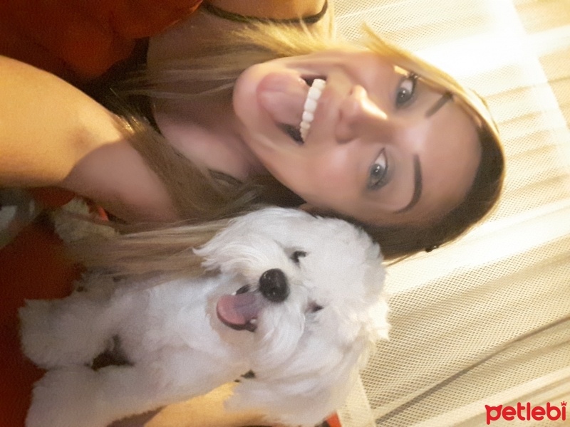 Maltese, Köpek  ŞANS fotoğrafı