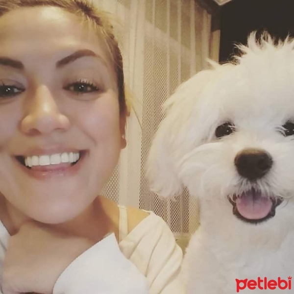 Maltese, Köpek  ŞANS fotoğrafı