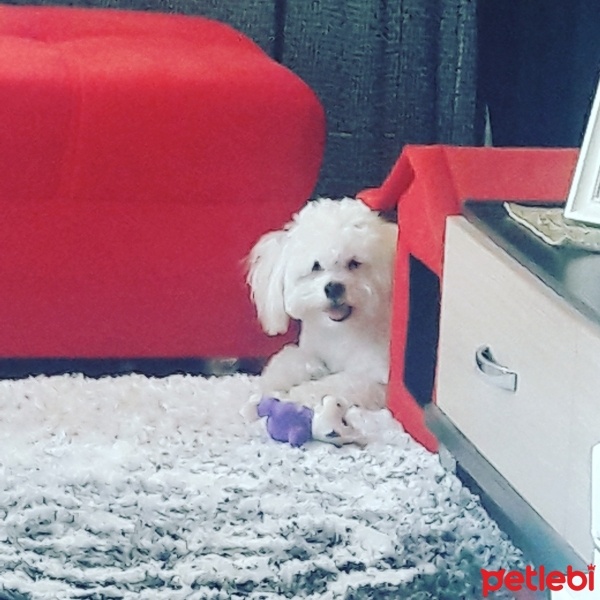 Maltese, Köpek  ŞANS fotoğrafı