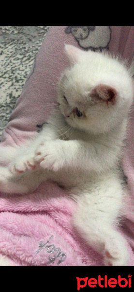 Exotic Shorthair, Kedi  Süt fotoğrafı