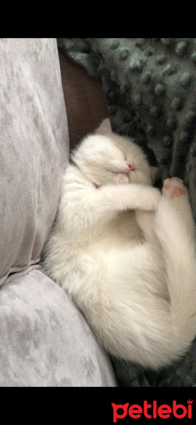 Exotic Shorthair, Kedi  Süt fotoğrafı