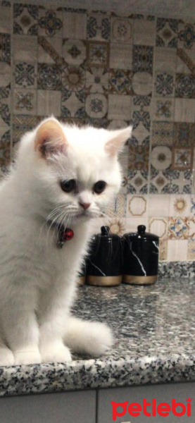 Exotic Shorthair, Kedi  Süt fotoğrafı