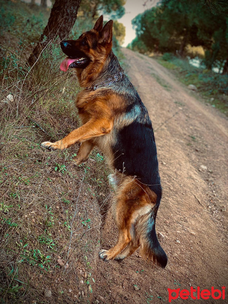 Alman Çoban Köpeği, Köpek  Rex fotoğrafı