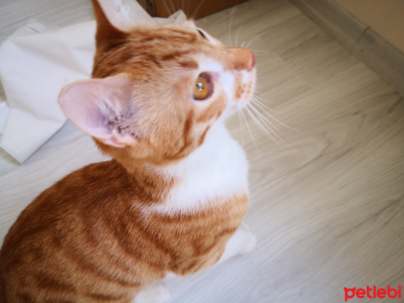 Tekir Kedi, Kedi  Rafet fotoğrafı