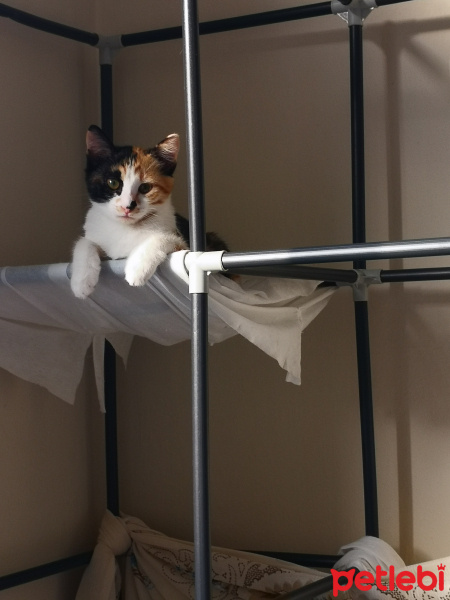 Tekir Kedi, Kedi  Zeliş fotoğrafı