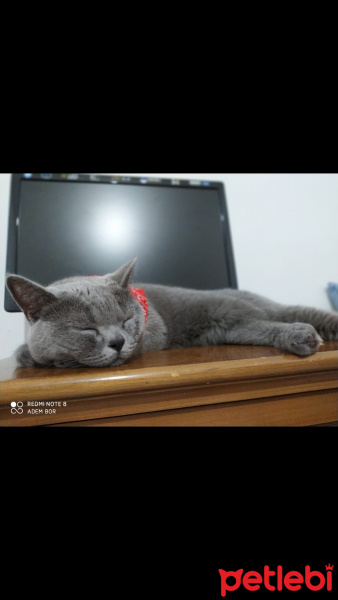 British Shorthair, Kedi  Ceku fotoğrafı