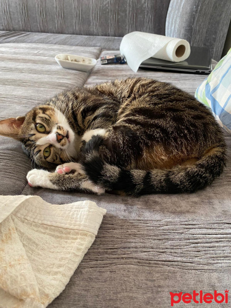 Tekir Kedi, Kedi  PAŞA fotoğrafı