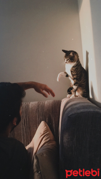 Tekir Kedi, Kedi  PAŞA fotoğrafı