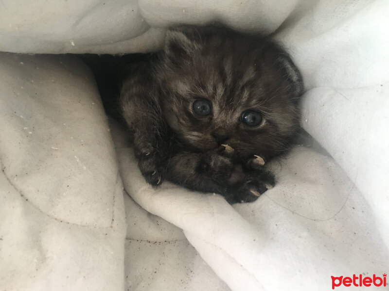 Chinchilla, Kedi  Mochi fotoğrafı