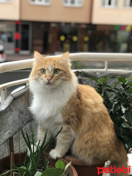 Sarman, Kedi  Sütlaç fotoğrafı