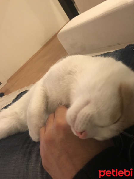 Sarman, Kedi  Cesur fotoğrafı