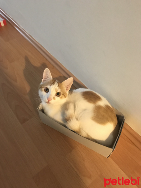 Sarman, Kedi  Cesur fotoğrafı