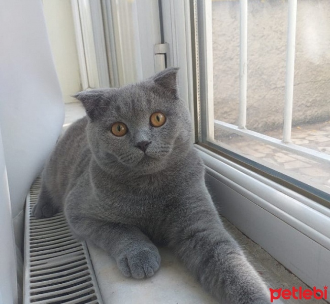 Scottish Fold, Kedi  Paşa fotoğrafı