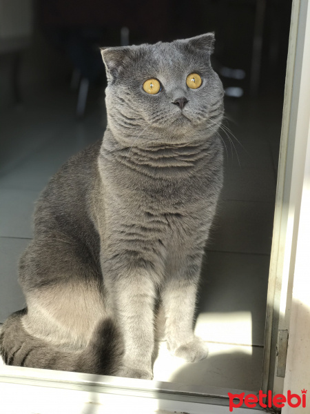 Scottish Fold, Kedi  Paşa fotoğrafı