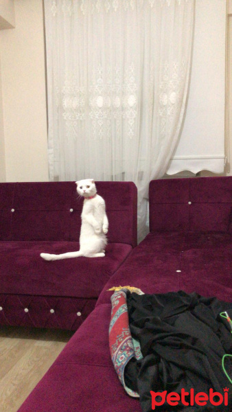 Scottish Fold, Kedi  Paşa fotoğrafı