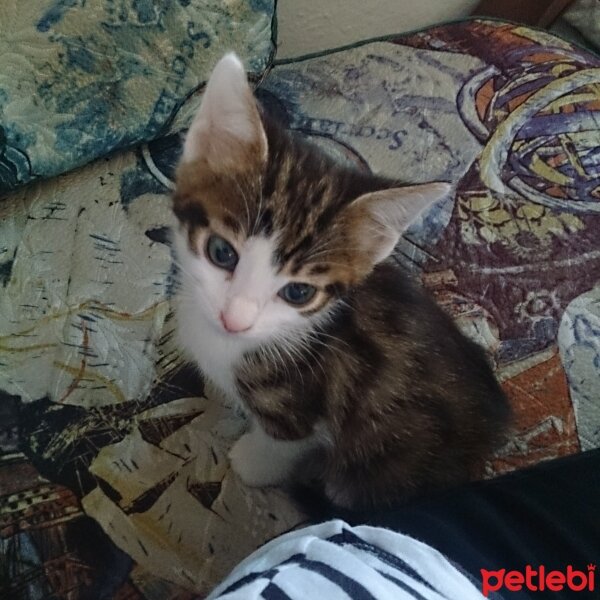 Tekir Kedi, Kedi  Çakıl fotoğrafı