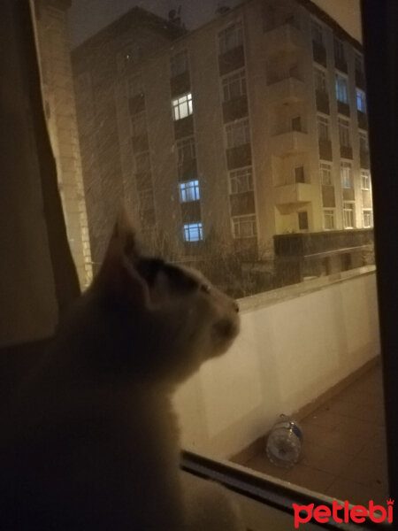 Tekir Kedi, Kedi  Çeto fotoğrafı