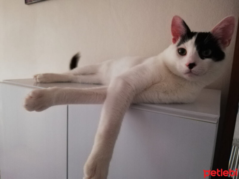 Tekir Kedi, Kedi  Çeto fotoğrafı