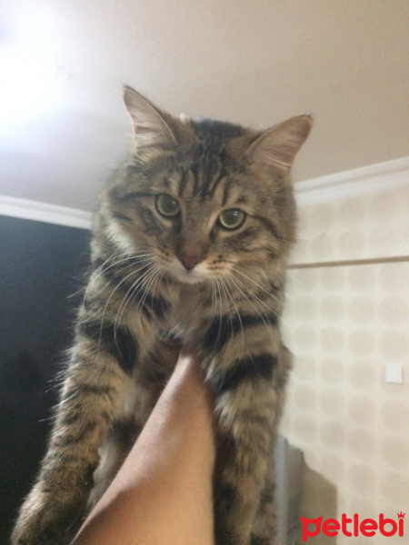 Tekir Kedi, Kedi  Yin fotoğrafı