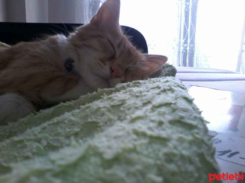Sarman, Kedi  Şifa fotoğrafı