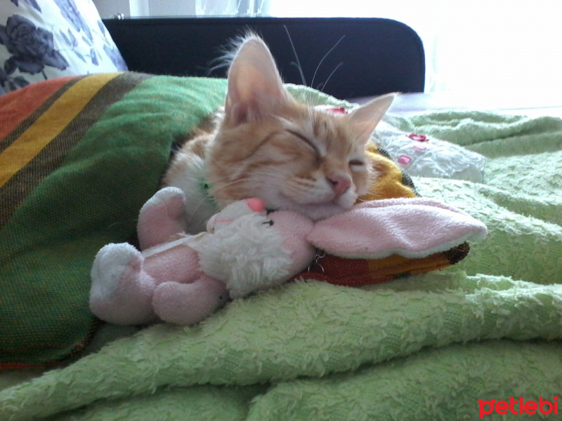 Sarman, Kedi  Şifa fotoğrafı
