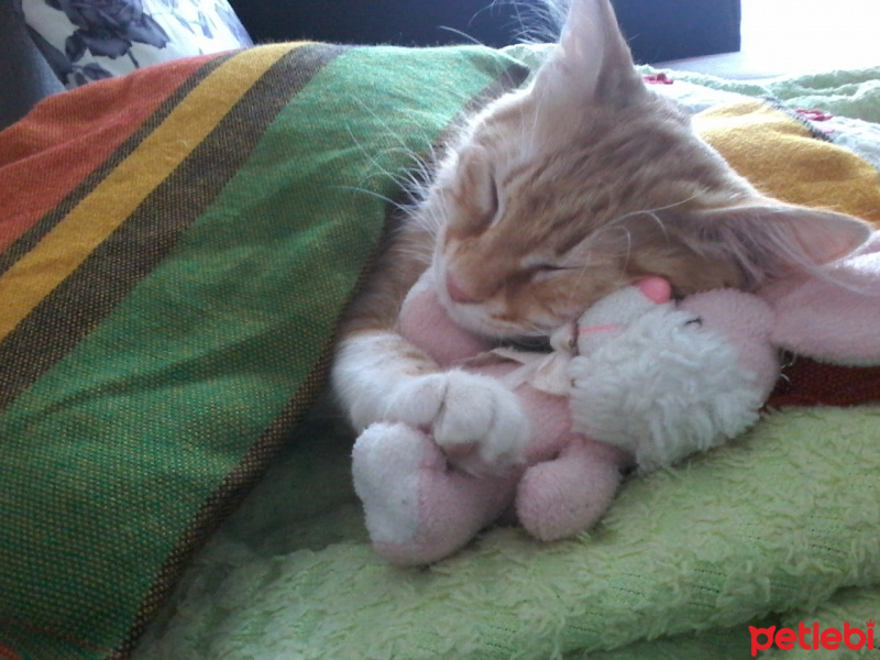 Sarman, Kedi  Şifa fotoğrafı