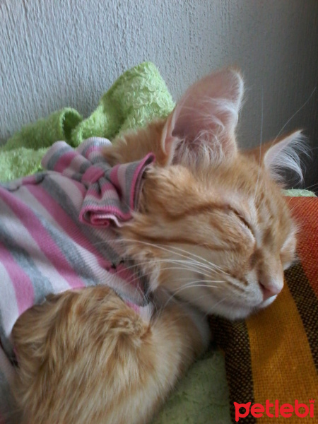 Sarman, Kedi  Şifa fotoğrafı