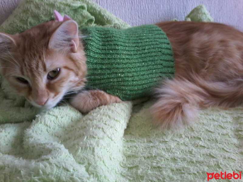 Sarman, Kedi  Şifa fotoğrafı