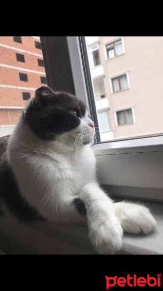 Scottish Fold, Kedi  mia fotoğrafı