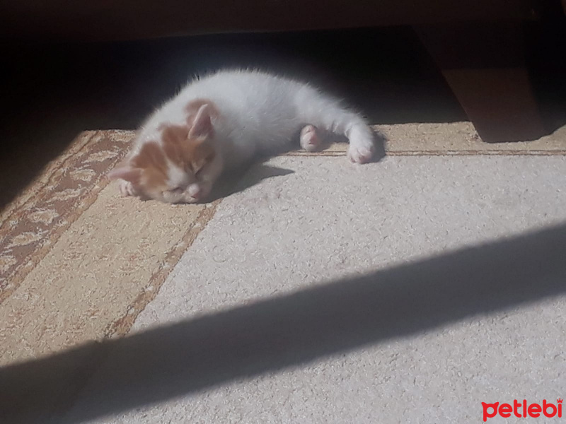 Sarman, Kedi  Boncuk fotoğrafı