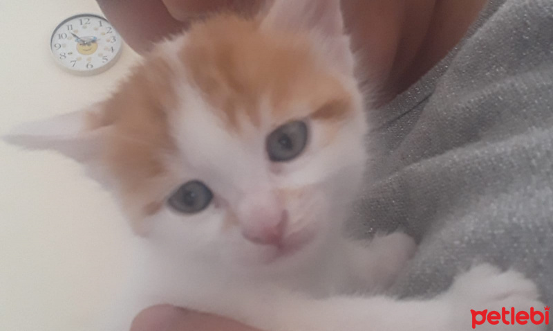 Sarman, Kedi  Boncuk fotoğrafı