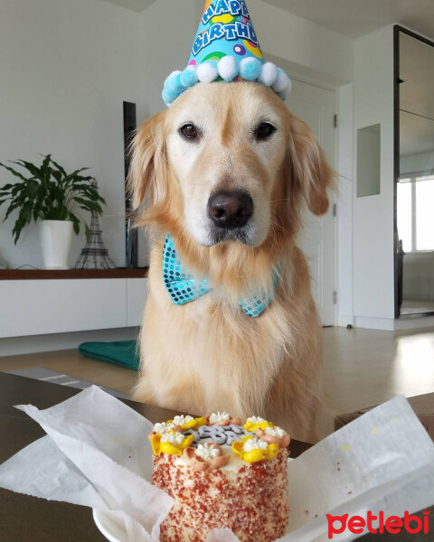 Golden Retriever, Köpek  Teddy fotoğrafı