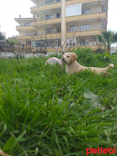 Golden Retriever, Köpek  Sütlaç fotoğrafı
