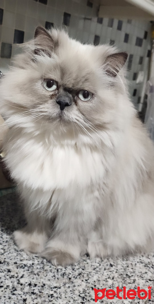 Oriental Longhair, Kedi  Pati fotoğrafı